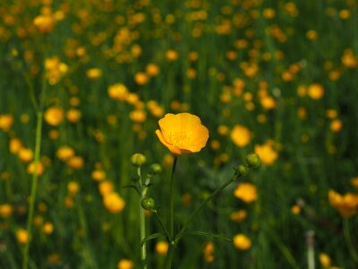 Yellow ranunculus hahnenfußgewächs
