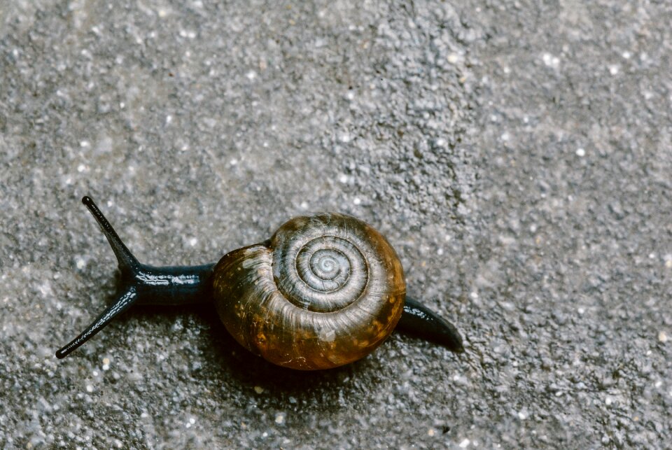 Animals slug wildlife