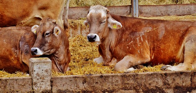 Farm animals animal world