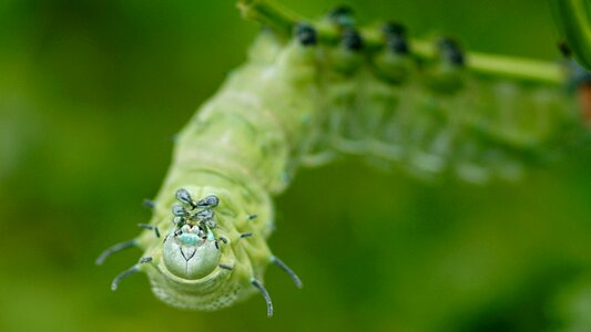 Butterfly caterpillar tropical green photo