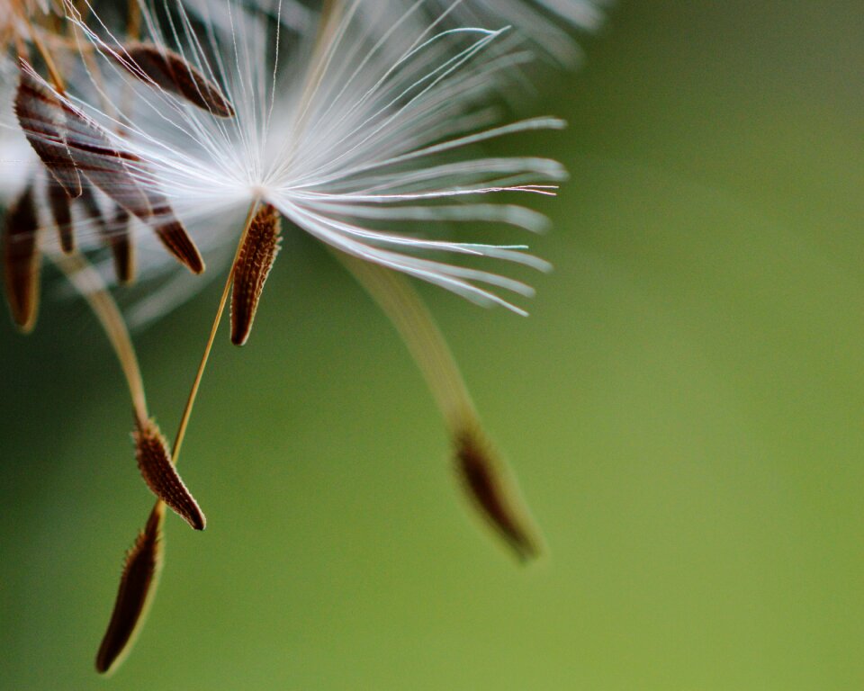 Flower close up pointed flower