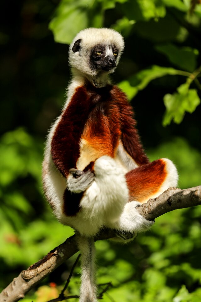 Madagascar propitheus duke lemur center