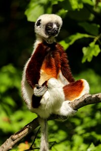 Madagascar propitheus duke lemur center