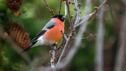 Birds sitting colored