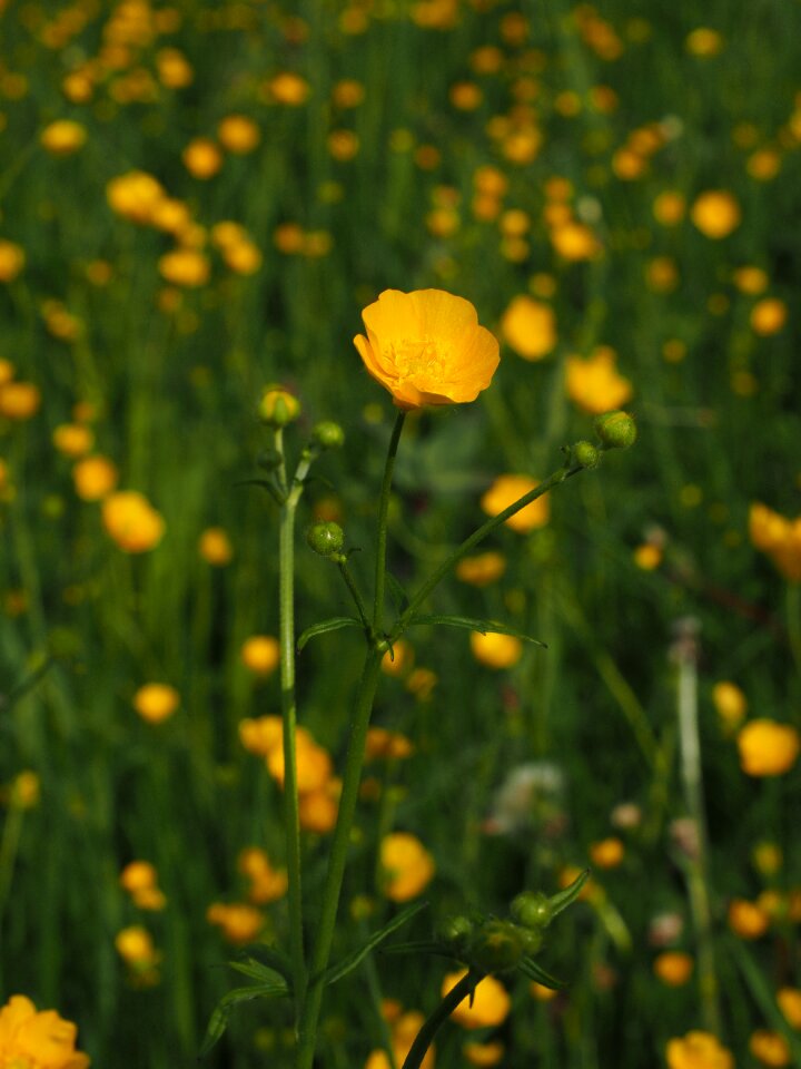 Yellow ranunculus hahnenfußgewächs