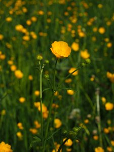 Yellow ranunculus hahnenfußgewächs
