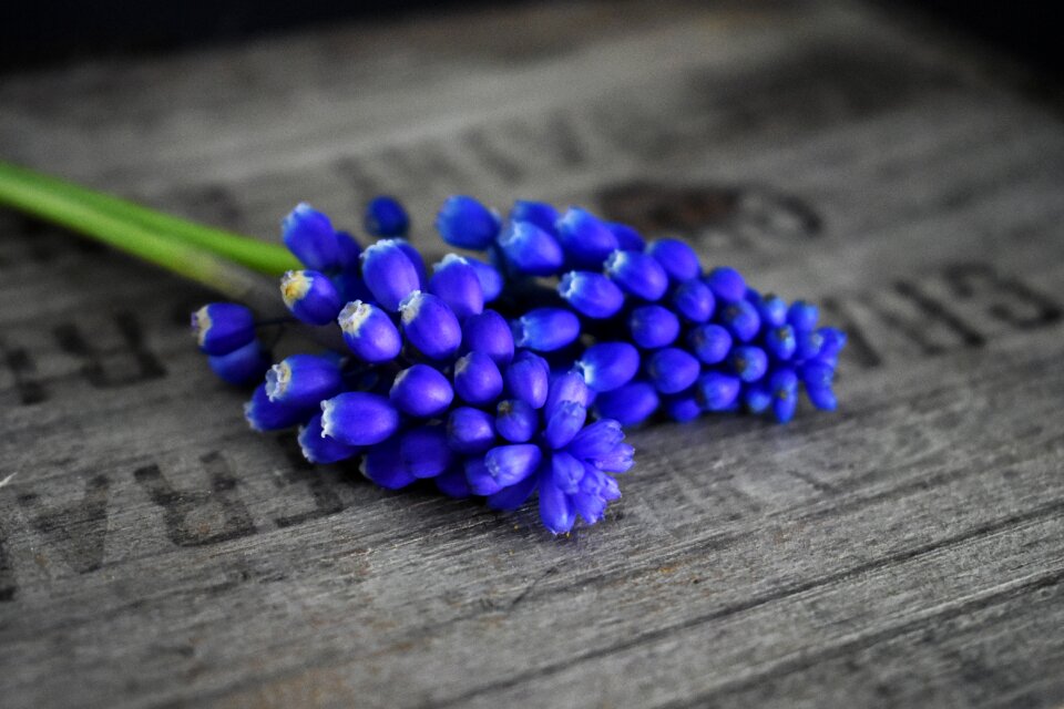 Hyacinth wooden crate blue