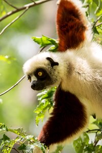 Madagascar propitheus duke lemur center
