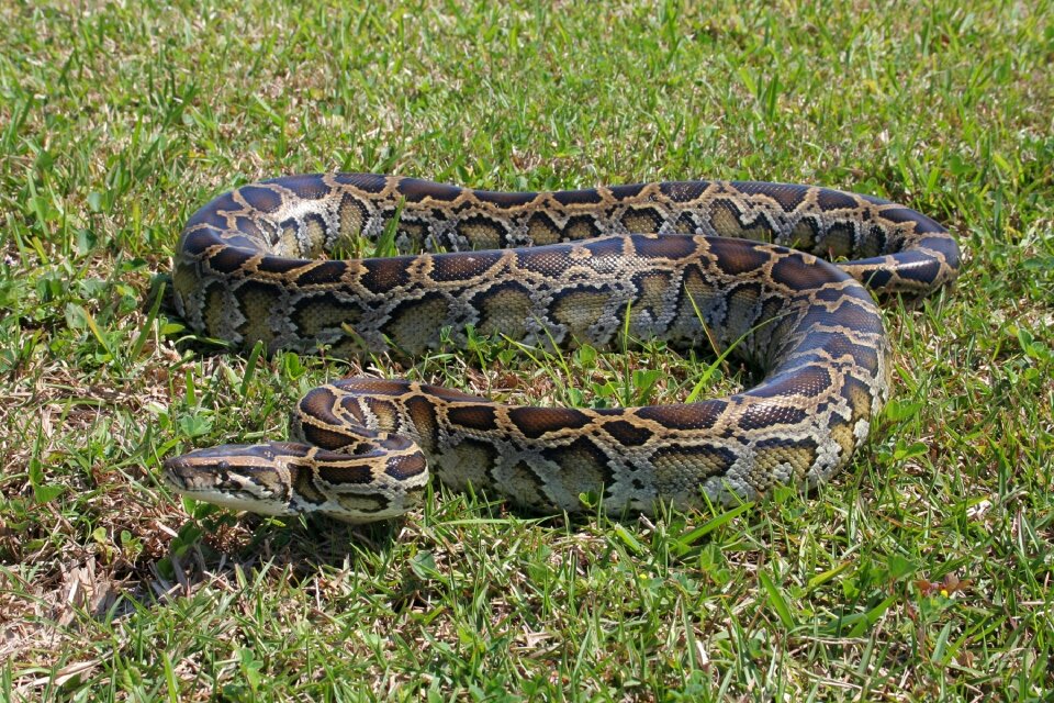 Grass coiled wildlife