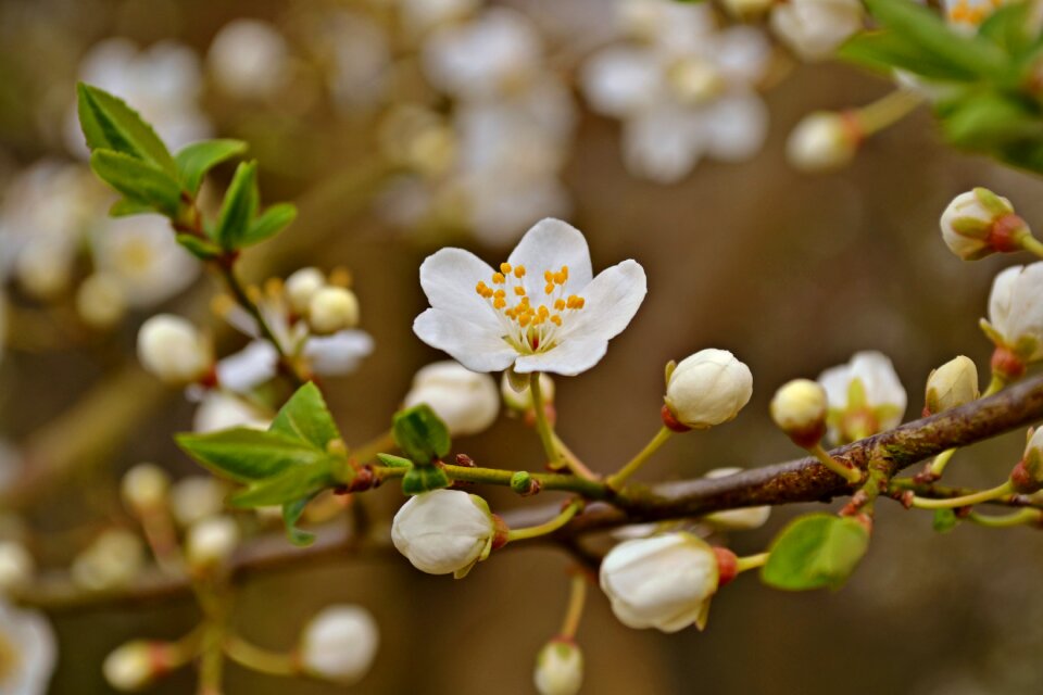 White flowers garden bloom