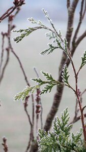 Frosty conifers winter twigs evergreen