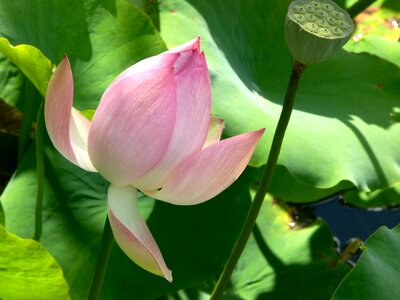 Pond summer garden
