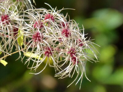 Flower duster seeds