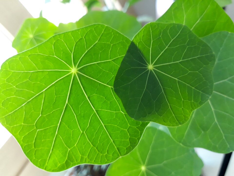 One call edible herb plants