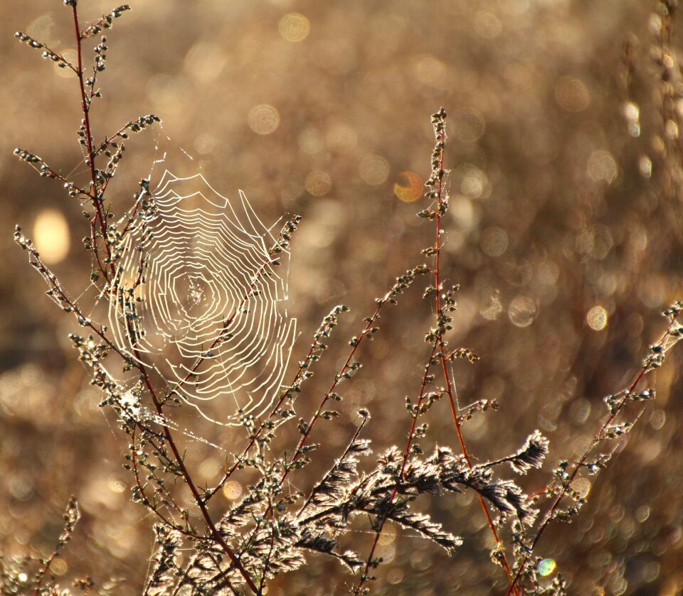 Dewdrop close up web