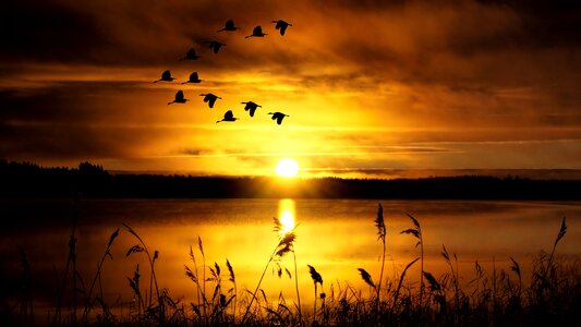 Slihouette birds abendstimmung