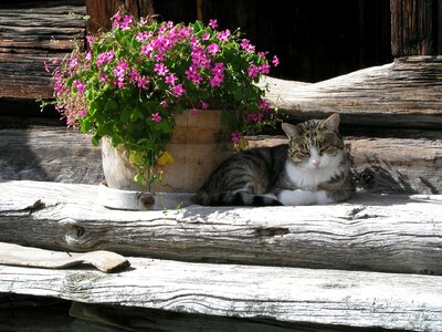 Domestic cat flower boxes farm