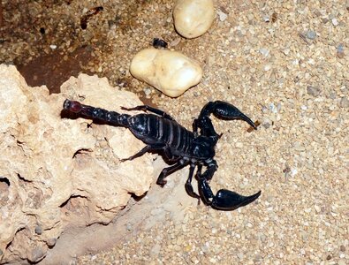 Black scorpion desert stinging