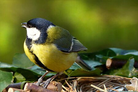 Bird garden foraging