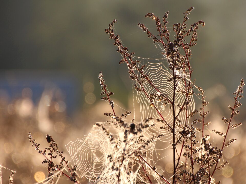 Dewdrop close up web