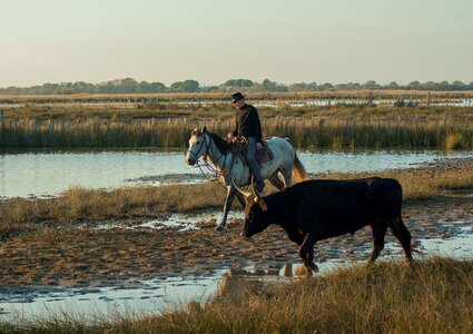 Camargue bull jumper