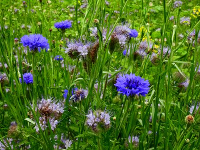 Nature green wild flowers
