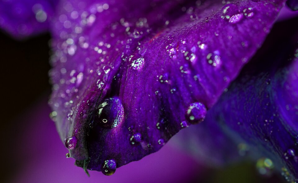 Nature plant floral