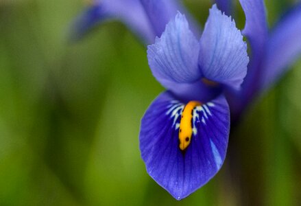 Macro iris color photo