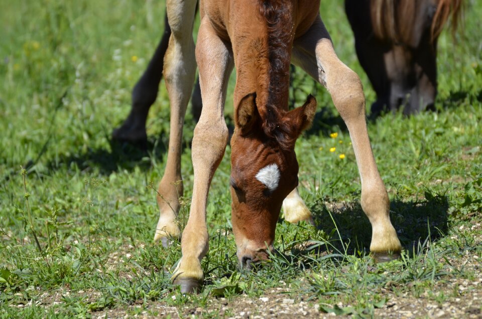 Marbach skin and the country of stud thoroughbred arabian