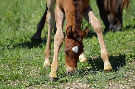 Marbach skin and the country of stud thoroughbred arabian