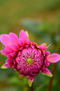 Flower pink dahlia garden photo