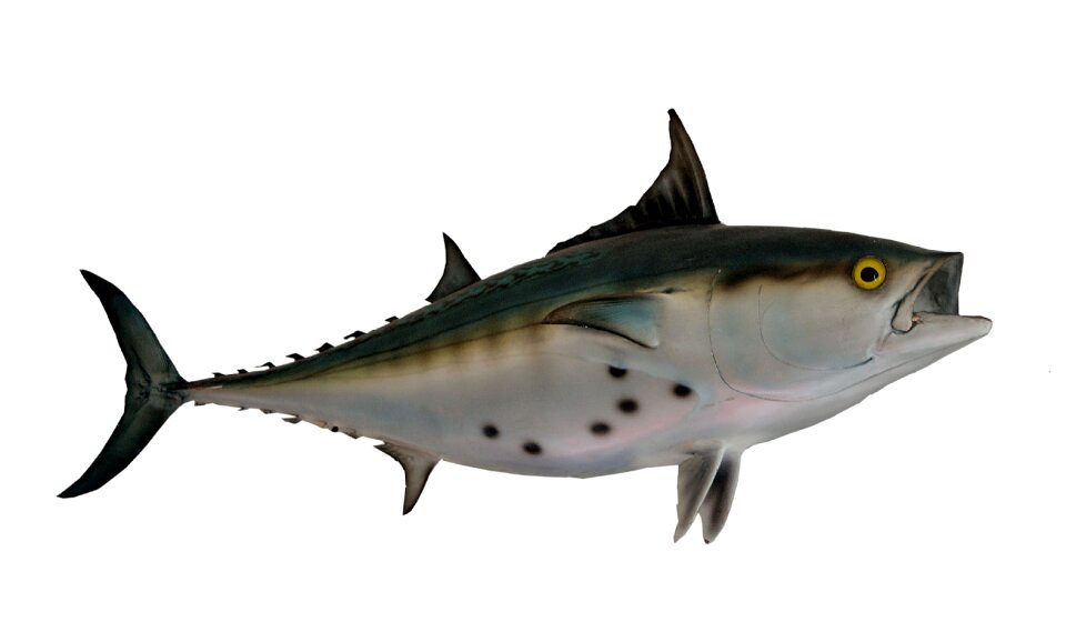 Mounted animal saltwater