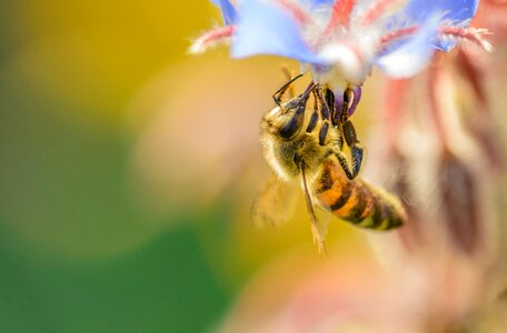 Summer honey nectar photo