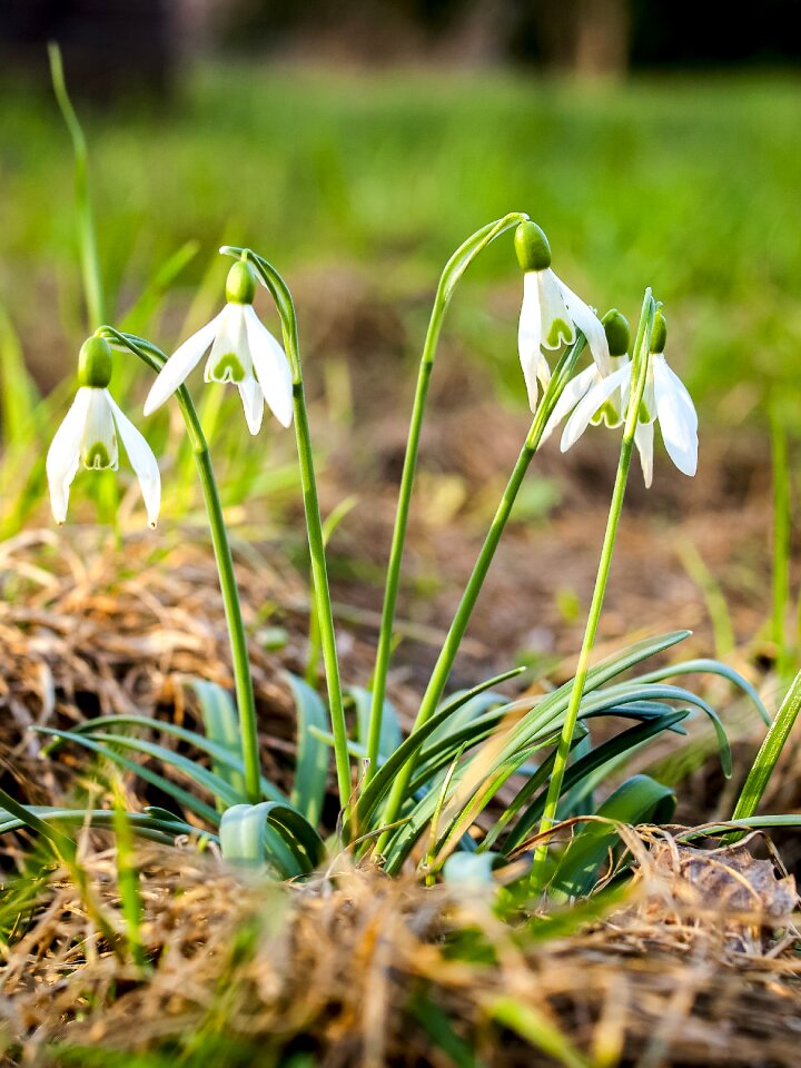 Bloom plant nature