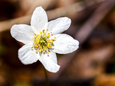 Blossom bloom nature