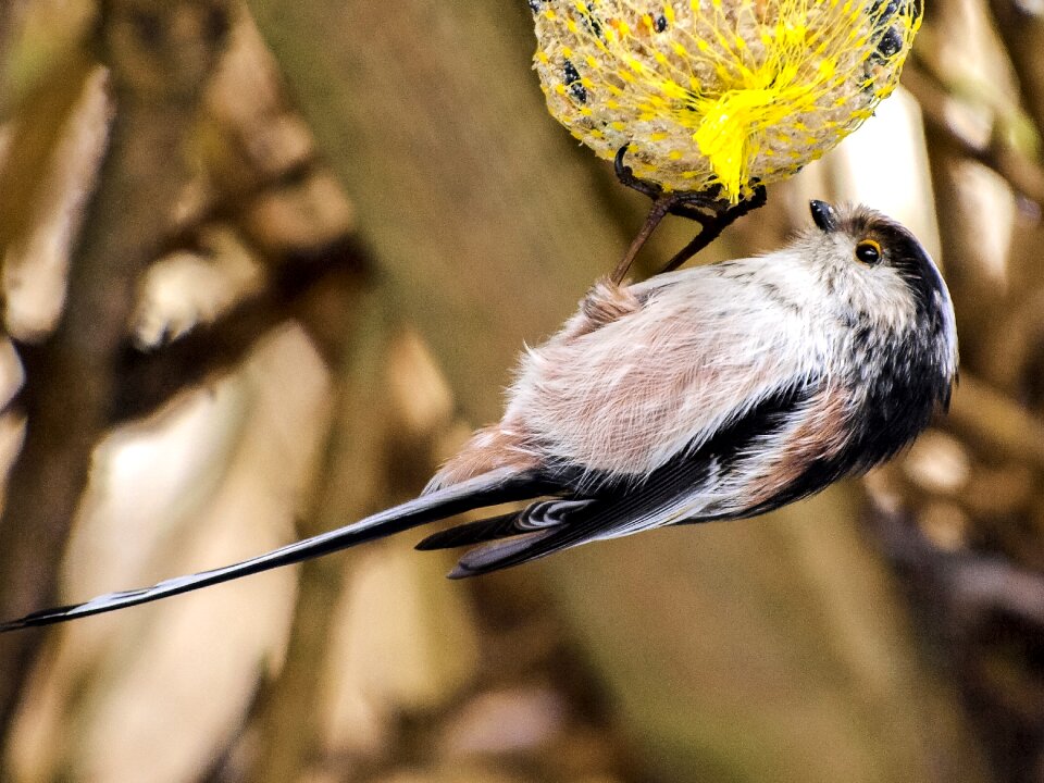 Songbird garden bird nature