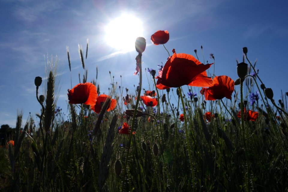 Clearance light shadow flower