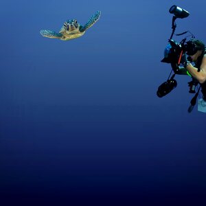 Turtle underwater blue life