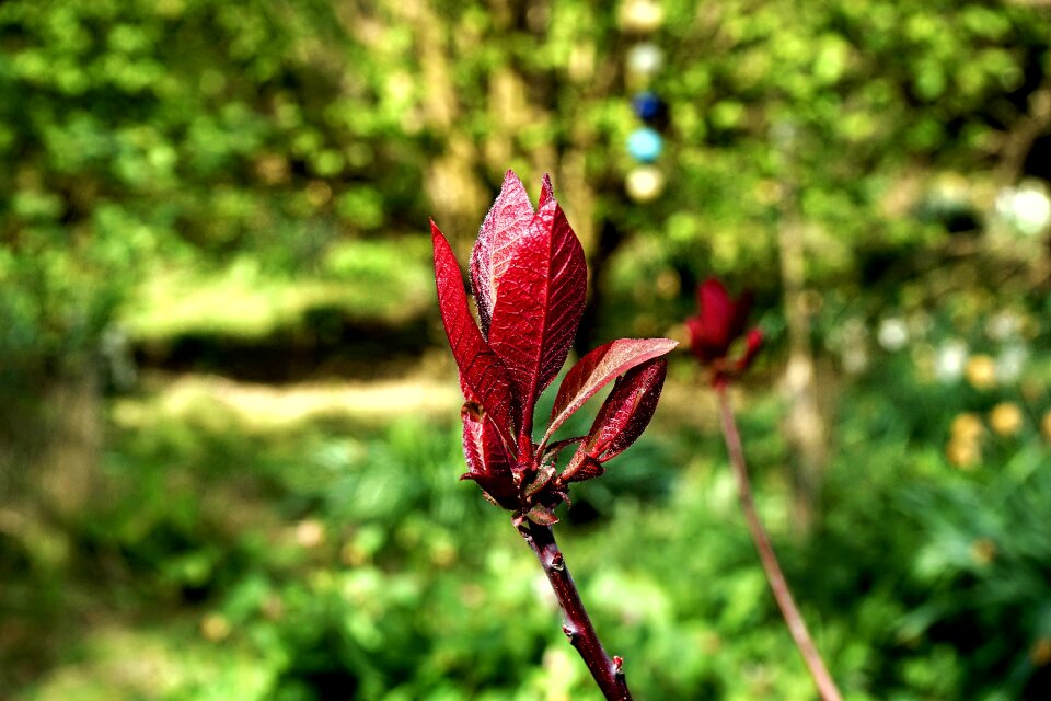 Green summer garden