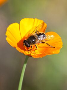 Insect nature animal