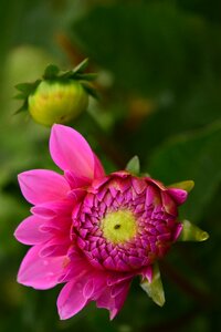 Flower pink dahlia garden