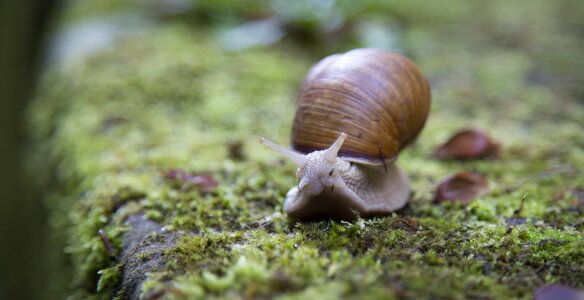 Shell slug slow
