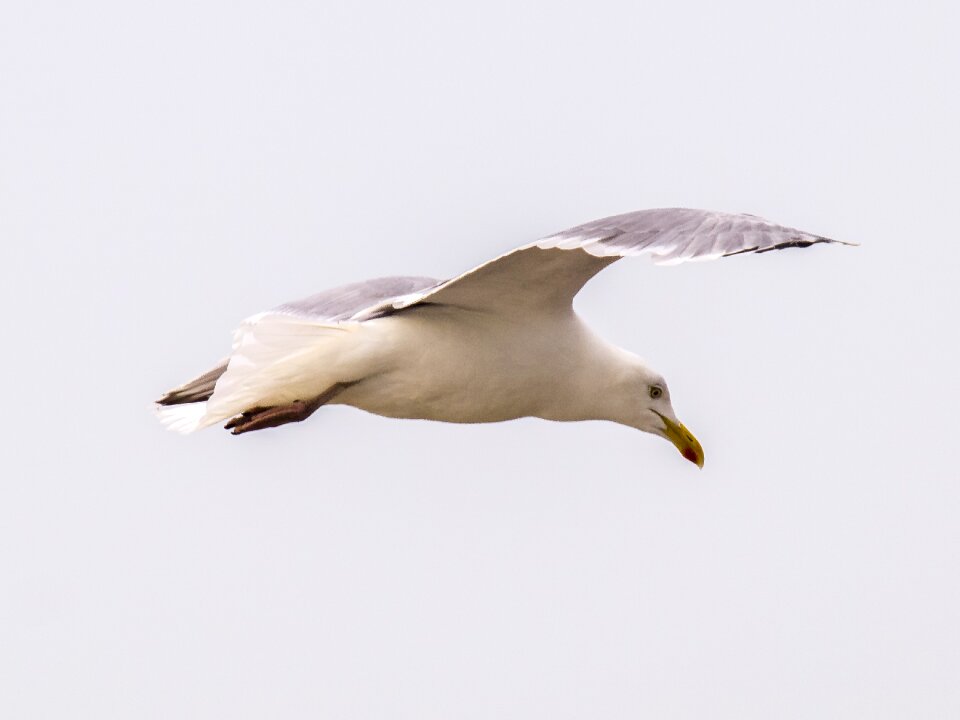 Water bird nature animal