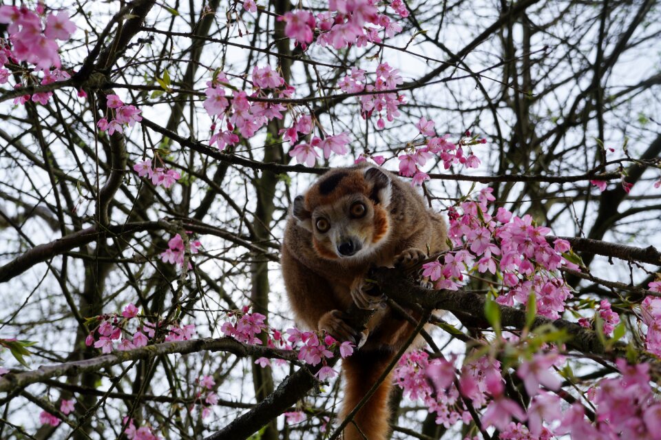 Animals nature animal park
