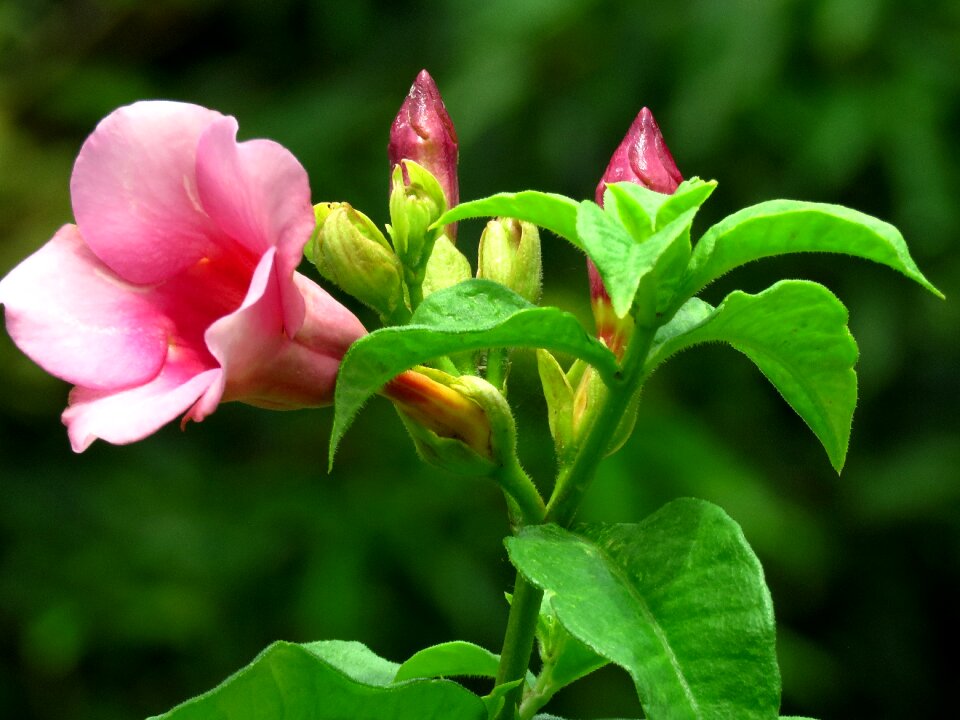 Pink flowers nature spring