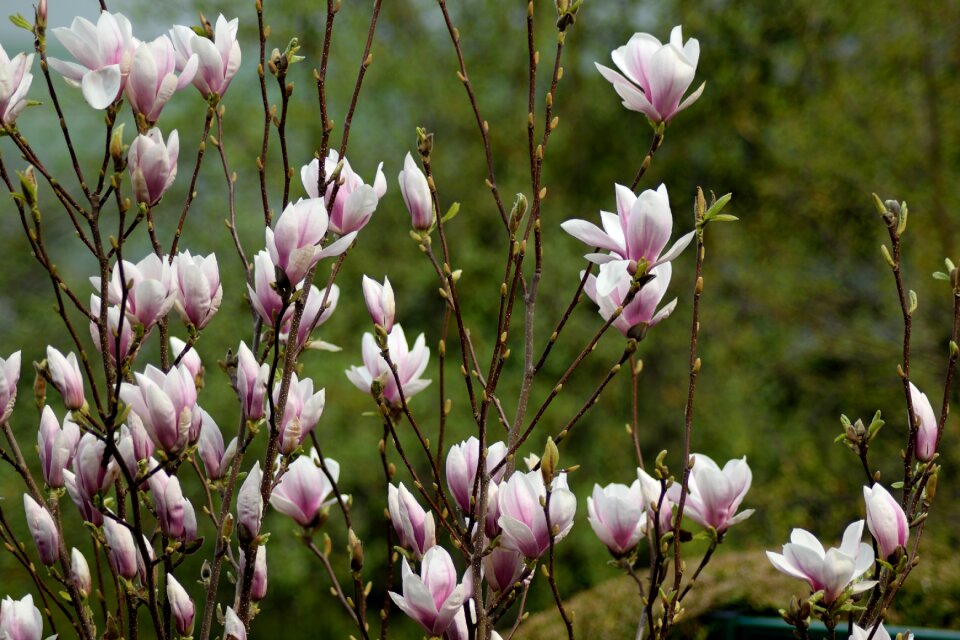 Pink flowers spring