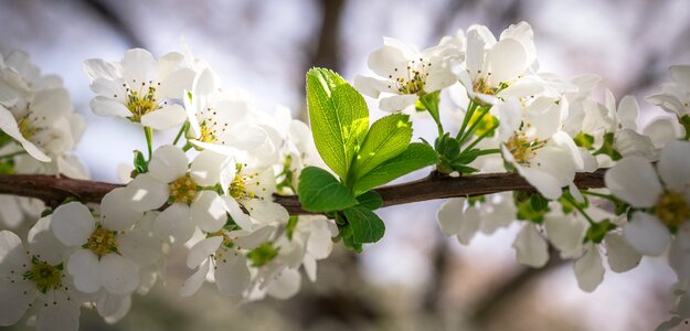 Spring white spring flowers photo