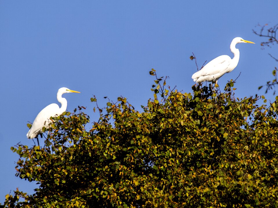 Water bird nature animal