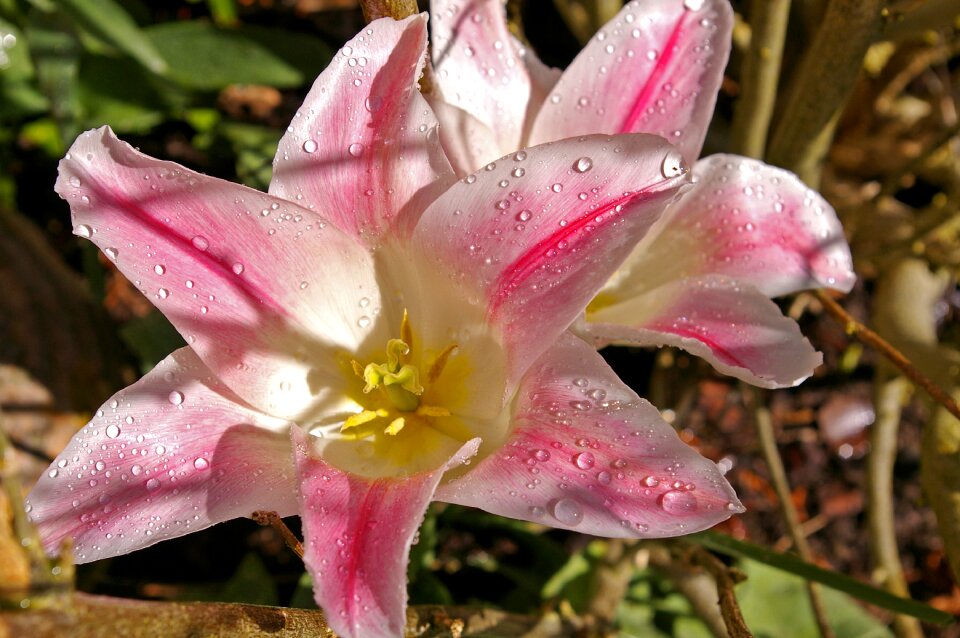 Spring blossom bloom