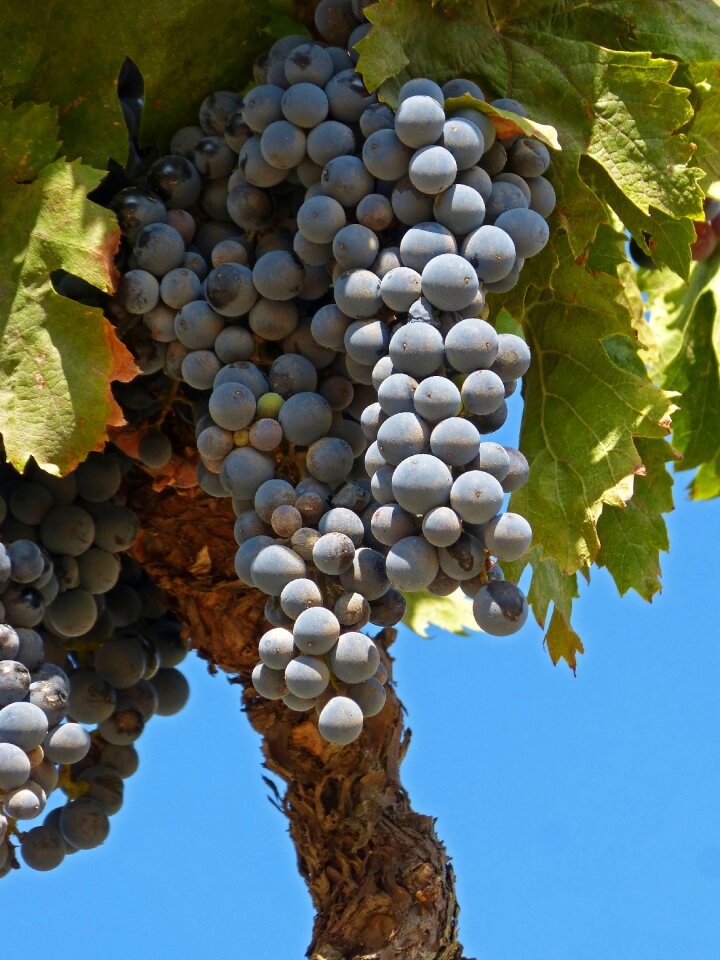 Vine garnatxa priorat